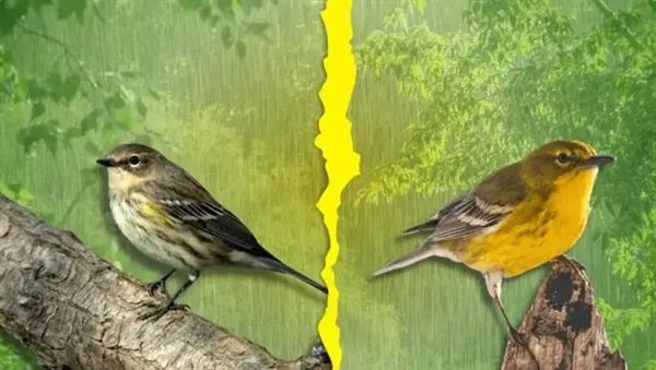 △ 塞岛苇莺：雨水过多过少都会导致离婚