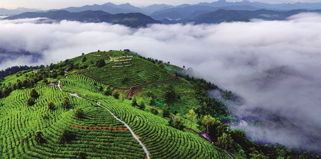安康市平利县蒋家坪茶山美景如画。
