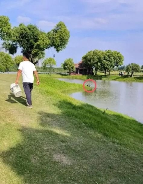 雄性鹅爱上了他人，而女gonsas则令人沮丧！育种