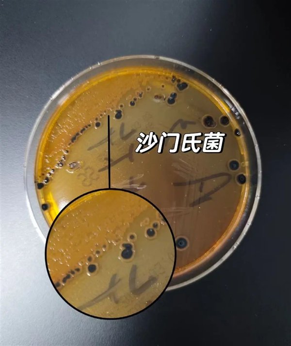 沙门氏菌（图片来源于社交平台）