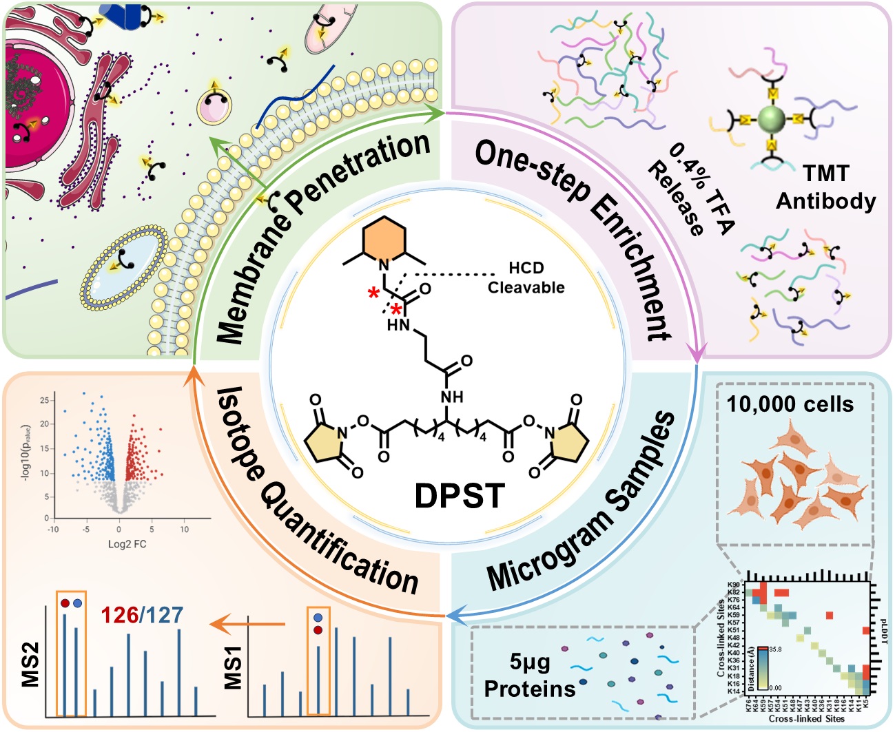 新型交联剂特征。大连化物所供图