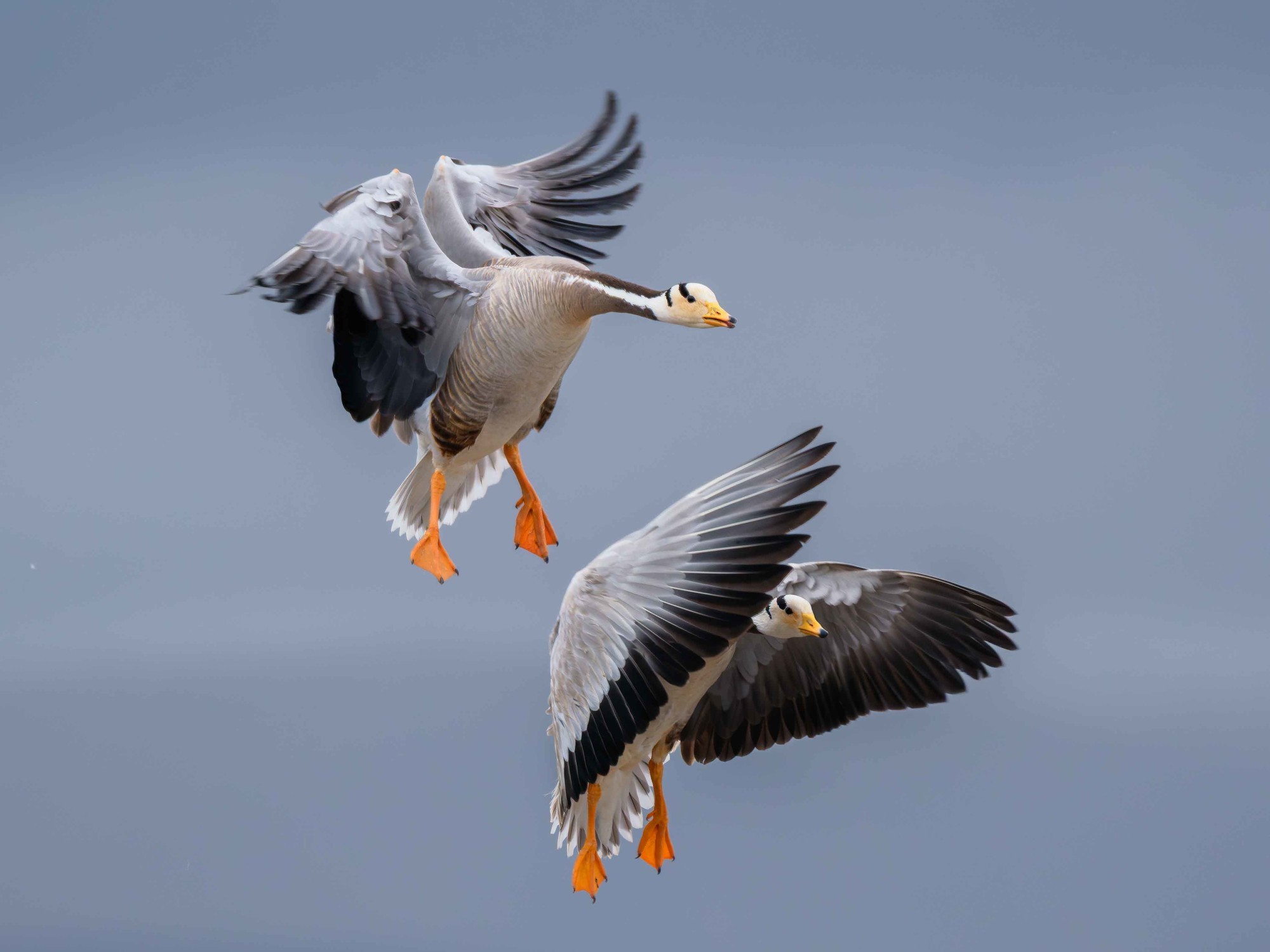 可以看到即使是经过大幅裁切后画面依旧有着非常不错细节表现
