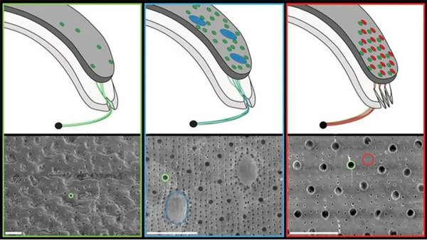 △ 绿色圈出的是微眼（左），蓝色圈出的是壳眼（中），红色圈出的是眼点（右）
