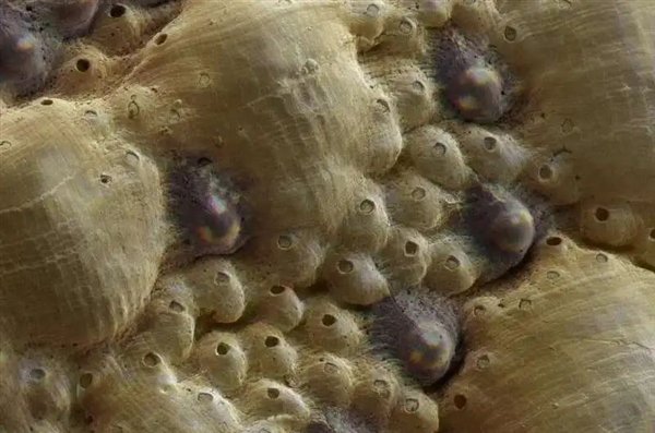 △ 黄色凸起是微眼，黑色凸起是壳眼