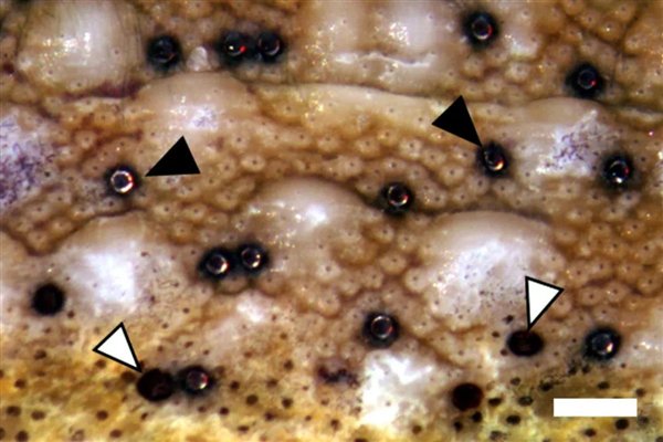 △ 白色箭头指出的是腐蚀严重的旧壳眼，而黑色箭头指出的是新壳眼