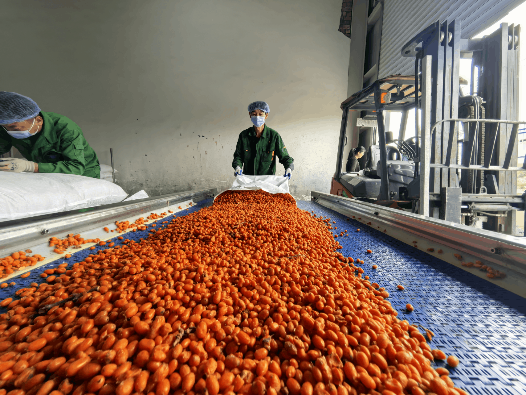 工作人员在生产线上紧张忙碌着  （央广网记者姜茸制图）