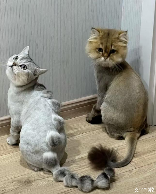 被电推剪剃毛的宠物 图源：网络