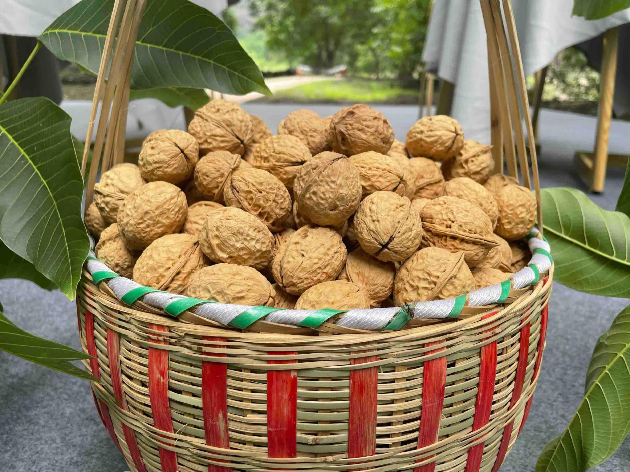 云南省首批核桃产量监测成果发布会在大姚县召开