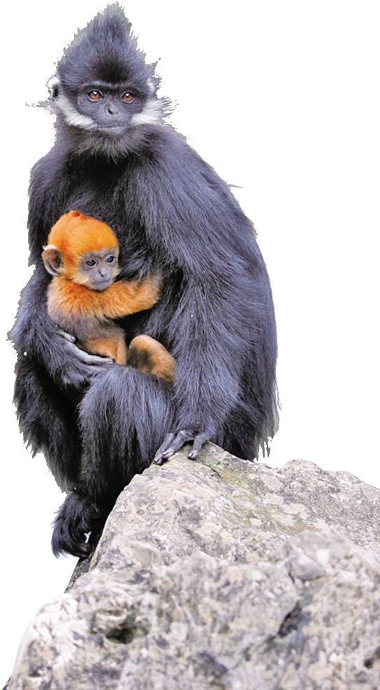 黑叶猴.陈东升 摄