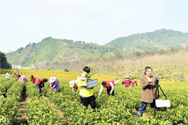 安吉白茶茶园里的5G直播间网络保障