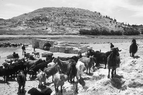 考古学废墟被巴勒斯坦 - 以色列冲突所抢劫