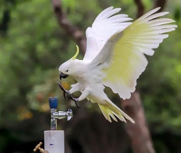 Lorikes放上水饮料,然后对齐喝酒。不要离开10分