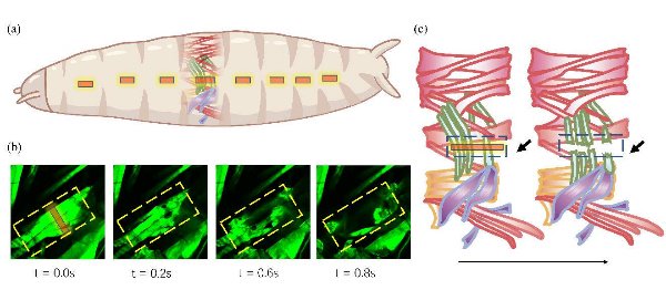 研究人员正在仿生软件滚动机器人运动领域前进