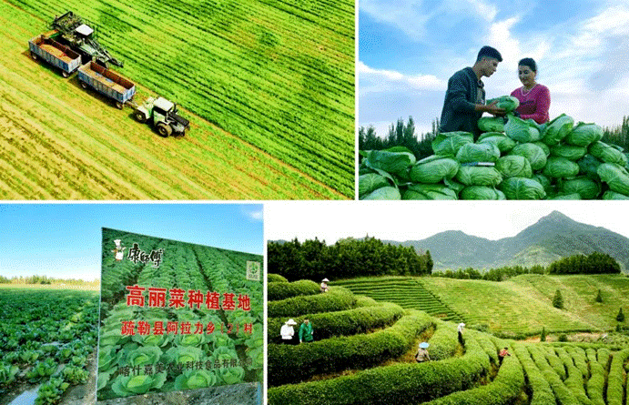 图：康师傅环境友好蔬菜基地