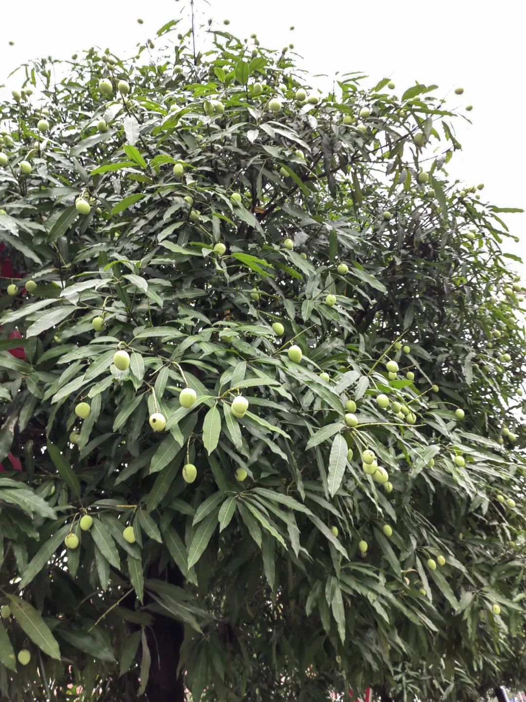 劝你别馋！贺州街头绿化果好看但不能吃！|贺州市_新浪财经_新浪网