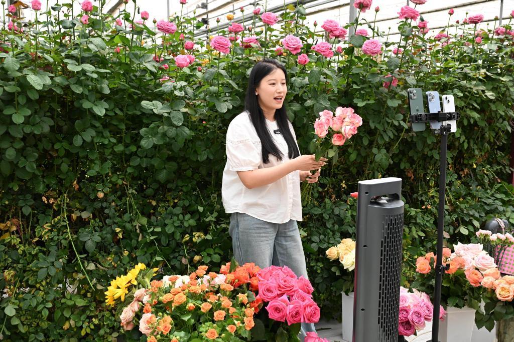5月24日，在莒县招贤镇曲坊现代农业产业园的玫瑰基地，工作人员通过网络直播销售鲜切玫瑰花。新华社记者 马宁 摄