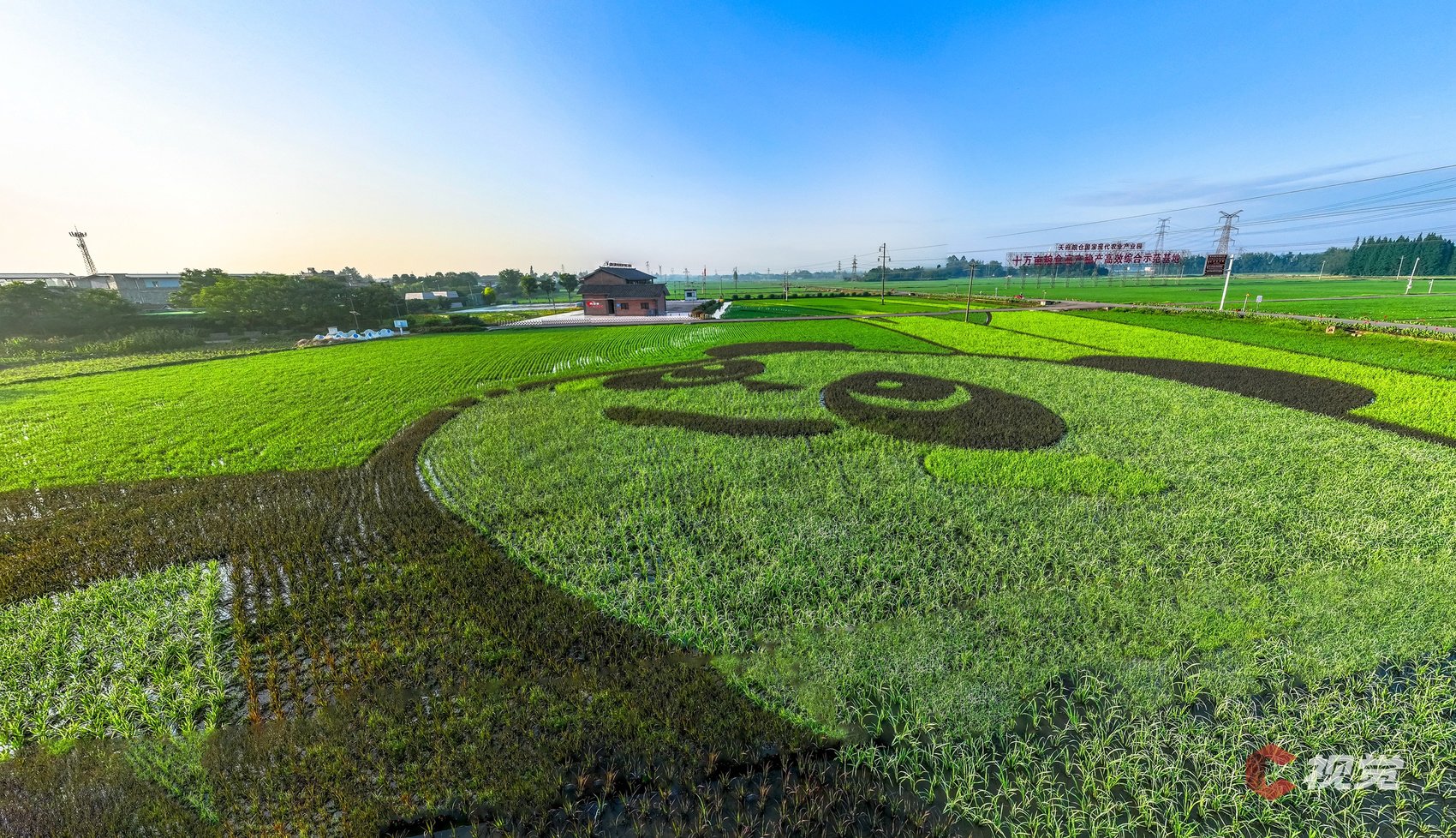 c视觉丨崇州:水稻田里长"熊猫"!大田景观再上新