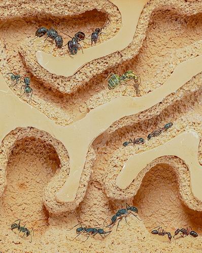 破译小蚂蚁的“伟大智