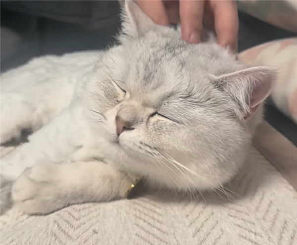 猫跌落到16楼而不会造成任何损坏。互联网用户：