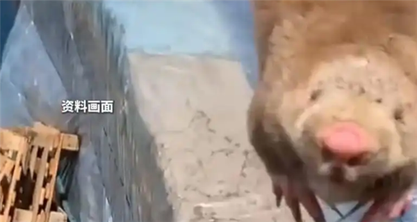 这对夫妇在Takeka中偷走了一只老鼠，并吃了它，