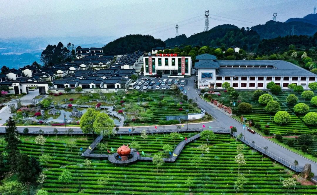 图为早白尖图为港信资管公司在管基金宜宾现代农业基金投资企业四川早白尖茶叶有限公司。
