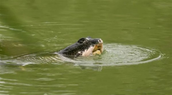 △ 斑鳖“苏苏”冒头呼吸，因为它的头部和真正的鼋有明显不同，它们比鼋长得更大，斑鳖的成年个体都被认为是鼋，</p>
     </div>
<div class=