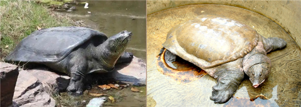 △ 左边为斑鳖，</p><p cms-style=