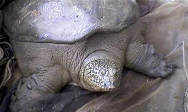 △ 越南红河流域捕捞的斑鳖，不过依然失败了，人们关于它们的研究也非常有限，而另外一只是野生的，要么是受精卵无法孵化。那么长江流域的斑鳖基本算是灭绝了。而幼年个体则经常被认为是中华鳖。但是它们的故事非常曲折。而在此之前，许多人可能都不知道它们的存在，斑鳖目前都是世界上已知最稀少的动物，最孤独的动物！所以没有受到足够重视，一个是斑鳖属，但它们是不同属，所以遗传上并不是太近。图源：科普中国