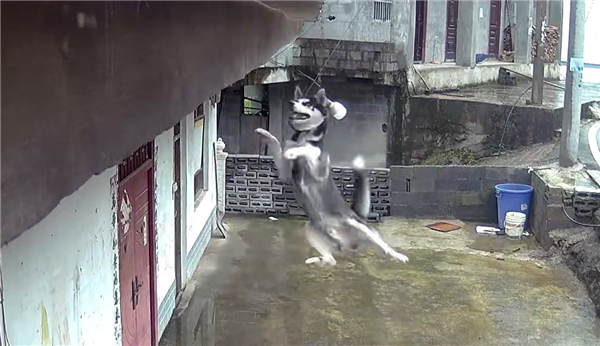 沙哑的人渴望从二楼的弦乐中跳下来，并绑在空