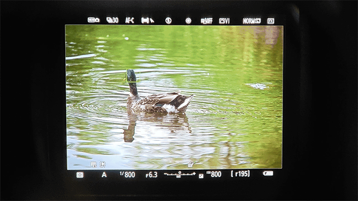 野鸭即便是游到画面边缘位置，焦点也始终追随锁定