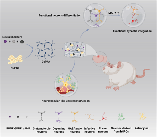 中国科学院开发了一种新型的鸡尾酒水凝胶：它