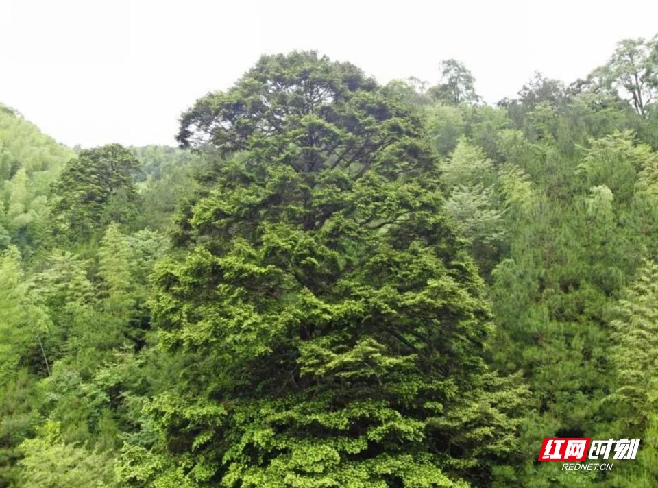 生物多样性保护显成效!湖南南山首次发现大规模柔毛油杉天然群落|湖南省|南山_新浪新闻