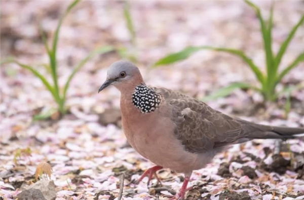 城市中越来越多的海龟：巨大的优势，没有到达