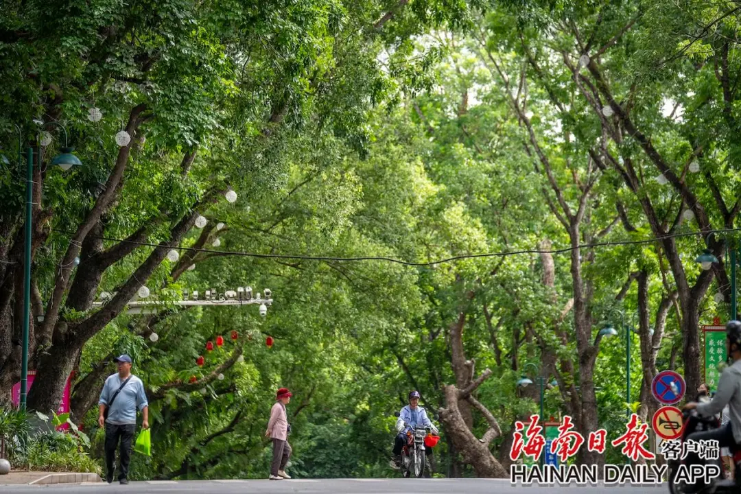 6月19日，在五指山市通什镇三月三大道，树木茂盛的树冠几乎遮住了整条道路。海南日报全媒体记者 李天平 摄
