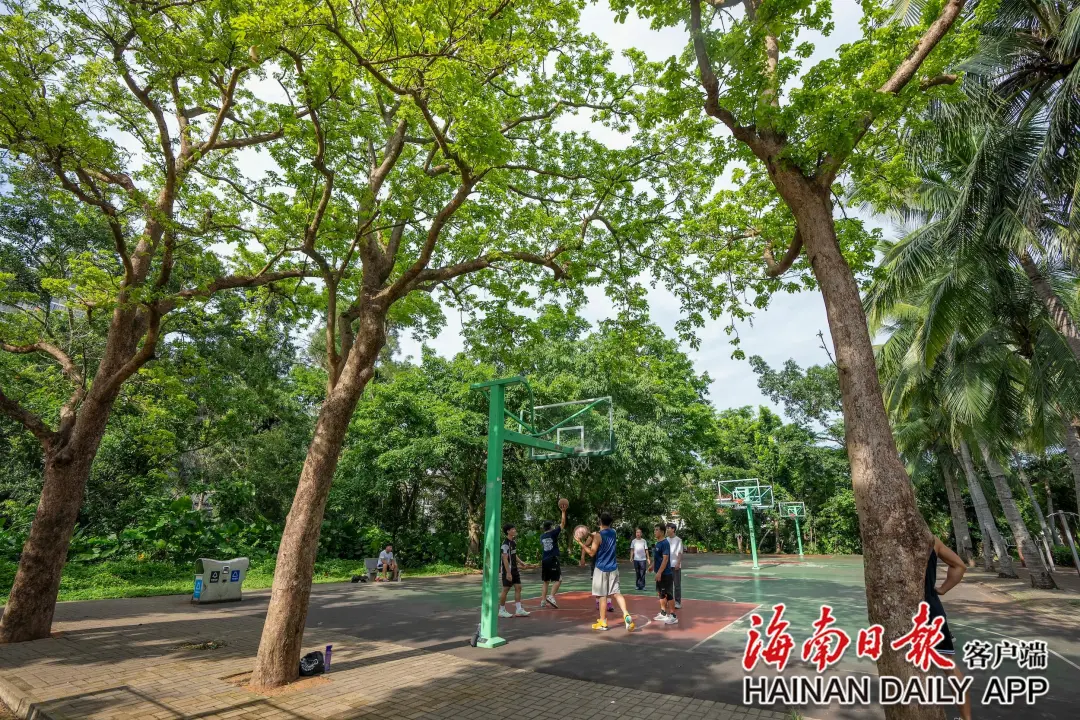 6月16日，在海口金牛岭公园的绿荫下，市民打篮球锻炼身体。海南日报全媒体记者 李天平 摄