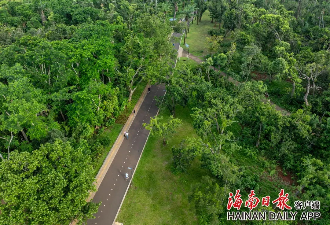 6月16日，海口金牛岭公园内绿树成荫。海南日报全媒体记者 李天平 摄