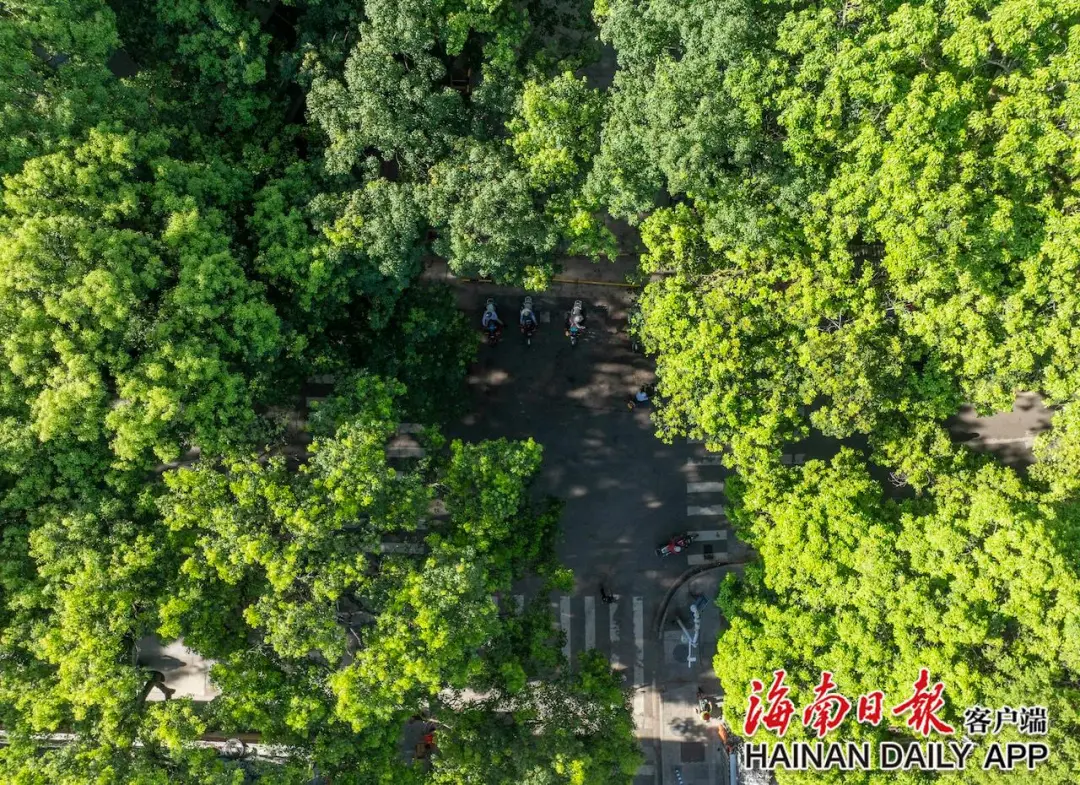 6月19日，在五指山市通什镇城区，高大的树木树冠相接。海南日报全媒体记者 李天平 摄