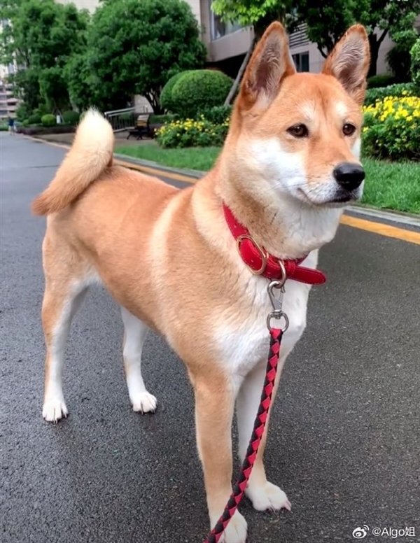 禁止在中国饲养狗是一项热门搜索。互联网用户