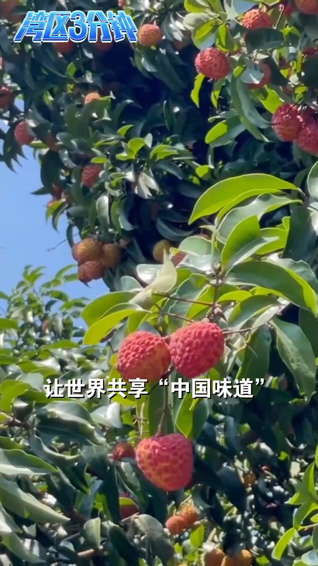 湾区三分钟丨千年荔路今再启 一颗荔枝有多少种可能?|广东省_新浪财经_新浪网