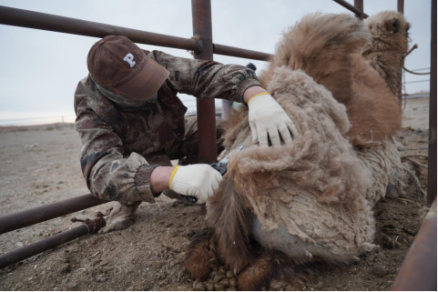▲牧场里，工人正在给骆驼剪毛。胡弘彪|摄