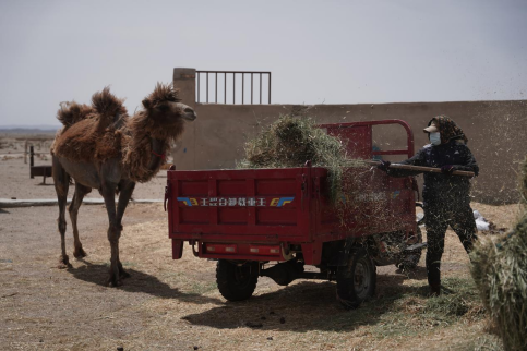 ▲孟根悉心照顾着牧场里的骆驼，日复一日。胡弘彪|摄