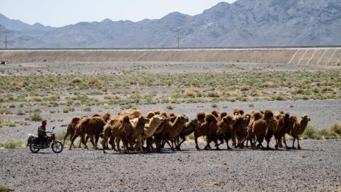 ▲牧民正用摩托将骆驼赶回牧场。何惠子|摄