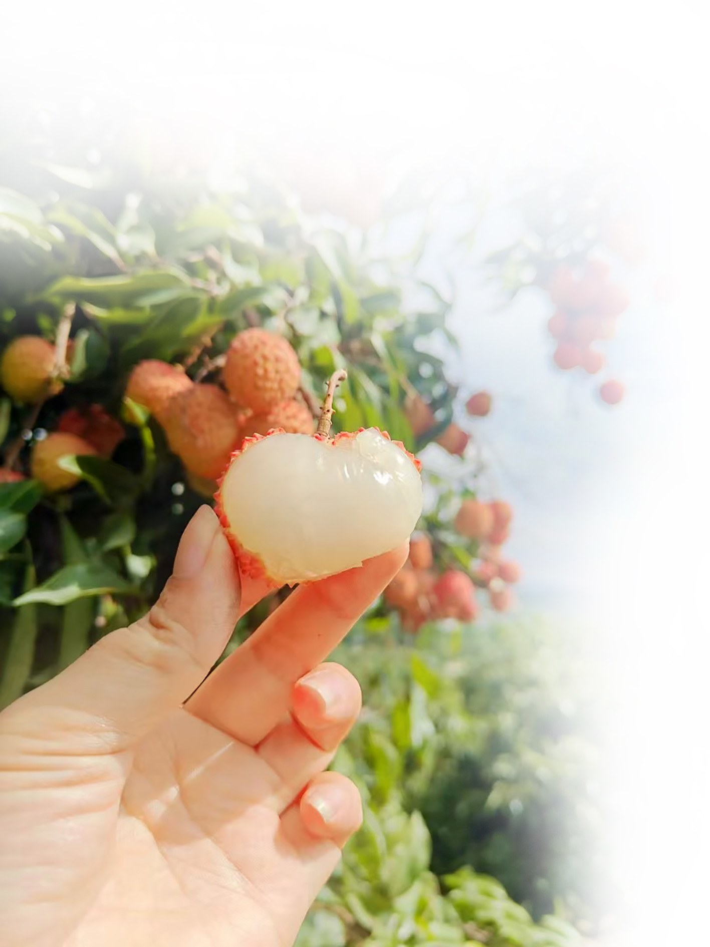 邀您穿梭百年荔枝林解锁美味密码|钦州市_新浪财经_新浪网