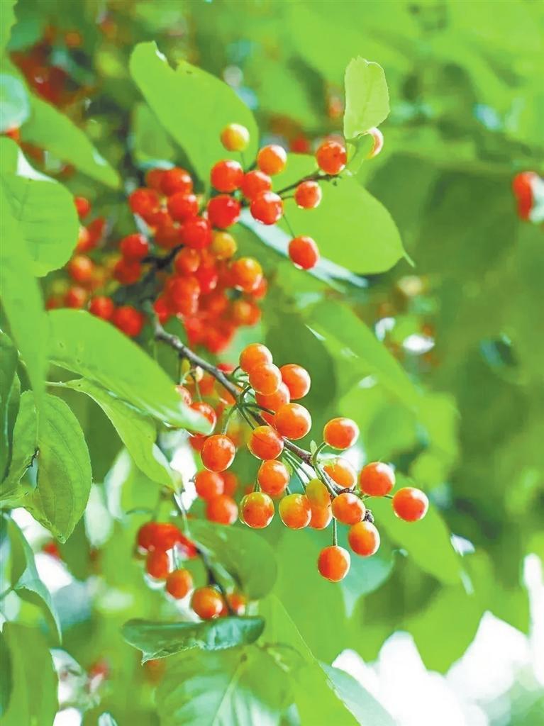 樱桃树(本版图片均为资料图)