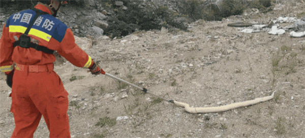 Golden Python出现在Gyan：金色全身，该国高等避难所