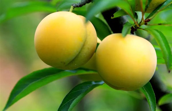 图源：镇宁蜂糖李官网 