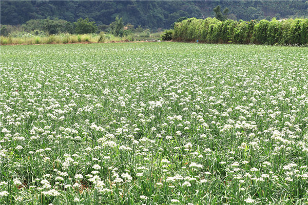 韭菜花田 图片来源：veer 图库