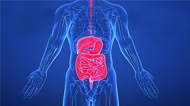 Yaomea：健康生活方式支持国家体重控制