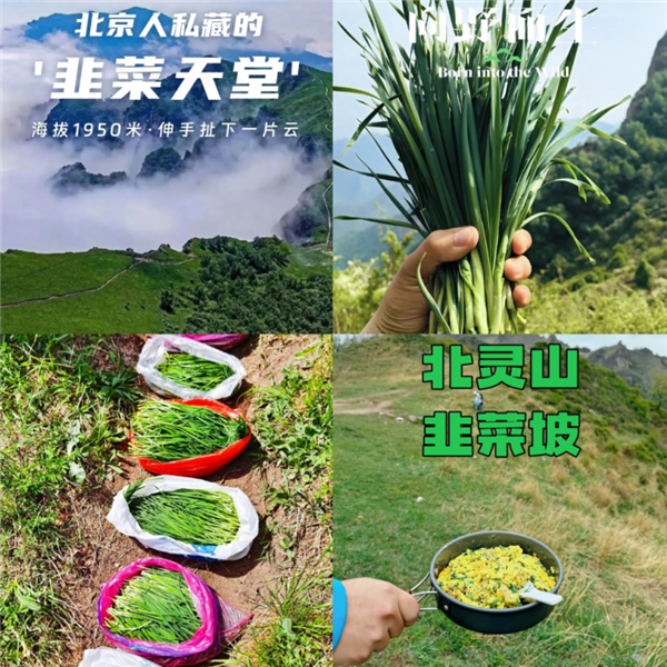 北灵山“花式”割韭菜 图片来源：北京晚报