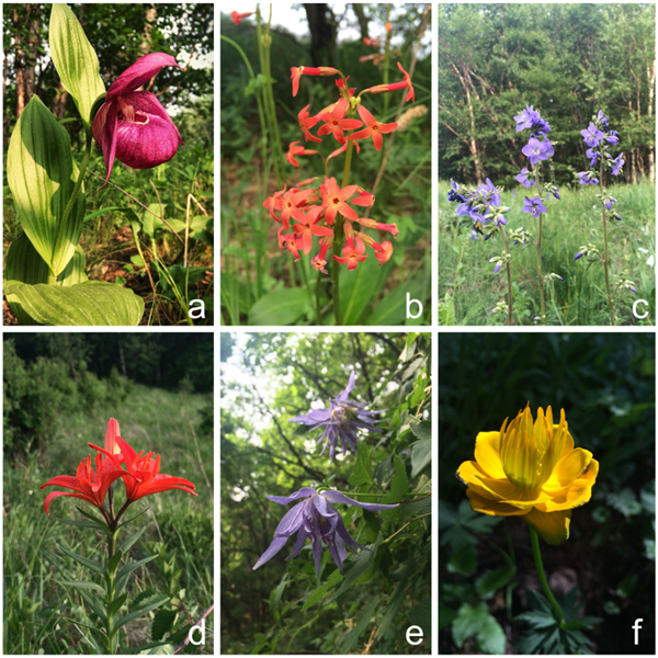 华北高山草甸的野花 大花杓兰（a）、胭脂花（b）、花荵（c）有斑百合（d）、长瓣铁线莲（e）、金莲花（f）图片来源：作者